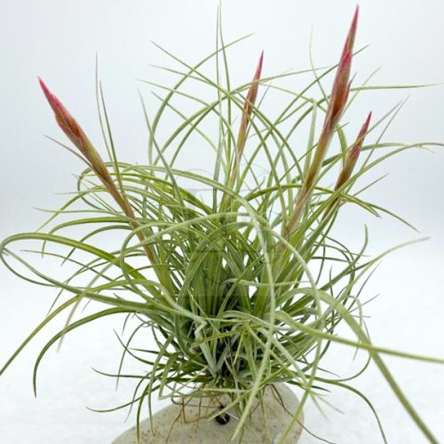 Tillandsia Rectifolia PULK/L