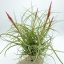 Tillandsia Rectifolia Wireball/L