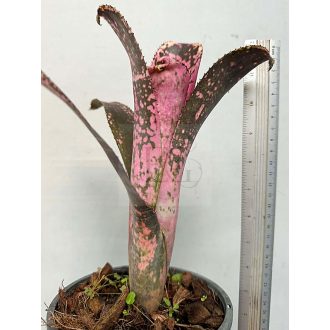 Billbergia Kolan Pink Queen