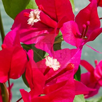 Bougainvillea "Ruby" Bougainvillea "Ruby"