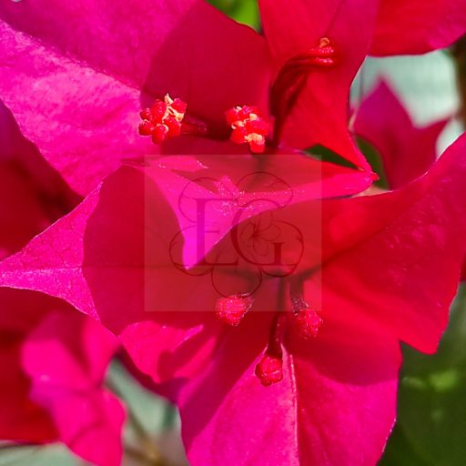 Bougainvillea "Ruby"