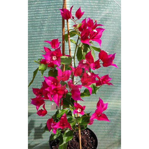 Bougainvillea "Ruby"