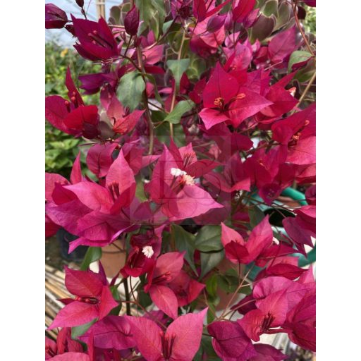 Bougainvillea "Ruby"