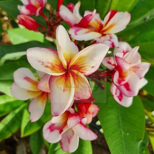 Plumeria rubra "Phuta Raksa"