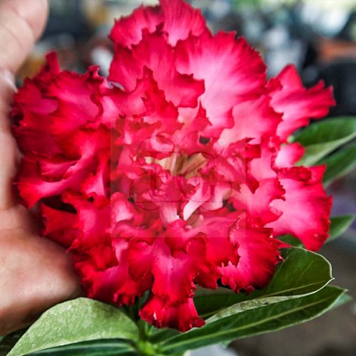 Adenium obesum (S-14)