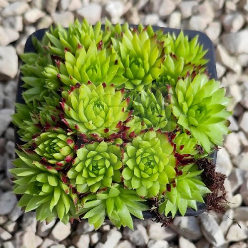 Sempervivum sp.10-Kövirózsa