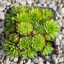 Sempervivum sp.10-Kövirózsa