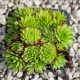 Sempervivum sp.10-Kövirózsa