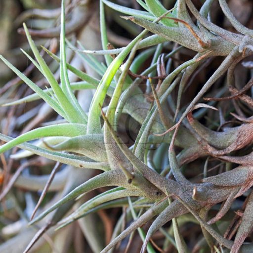 Tillandsia Albida/XL