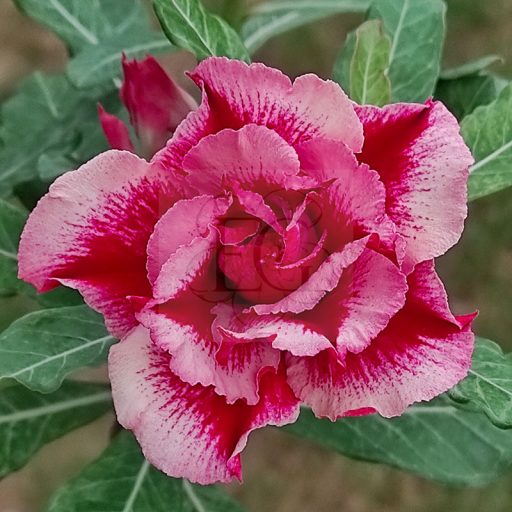 Adenium obesum "Avenue Of Star" (179)