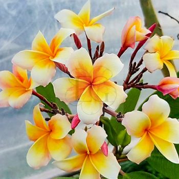 Plumeria rubra "Honey Pot" JJ