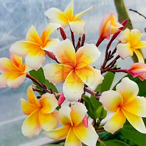 Plumeria rubra "Honey Pot" JJ