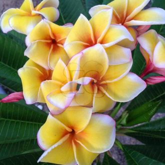 Plumeria rubra "Banana Cheese" SK