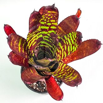 Neoregelia Sunfire Tiger