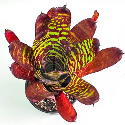 Neoregelia Sunfire Tiger