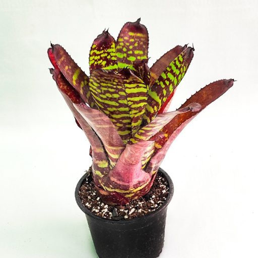 Neoregelia Sunfire Tiger