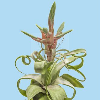 Tillandsia Streptophylla/L
