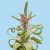 Tillandsia Streptophylla/L