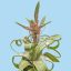 Tillandsia Streptophylla/L