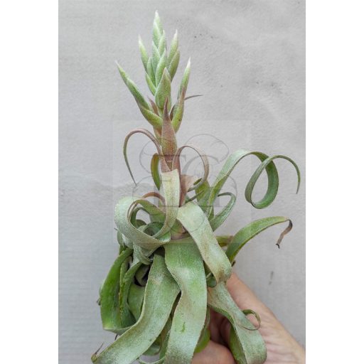 Tillandsia Streptophylla/L