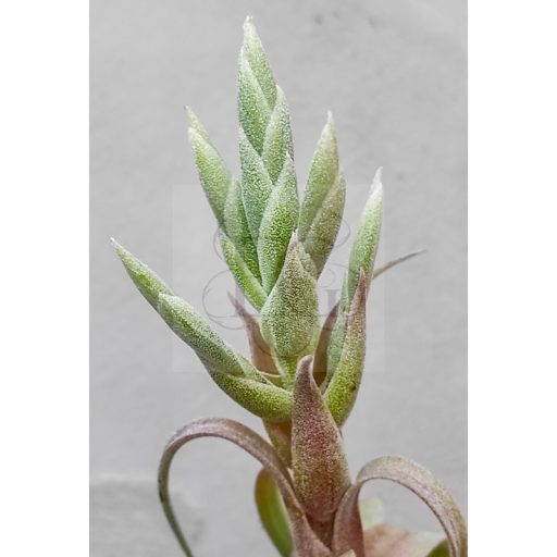 Tillandsia Streptophylla/L