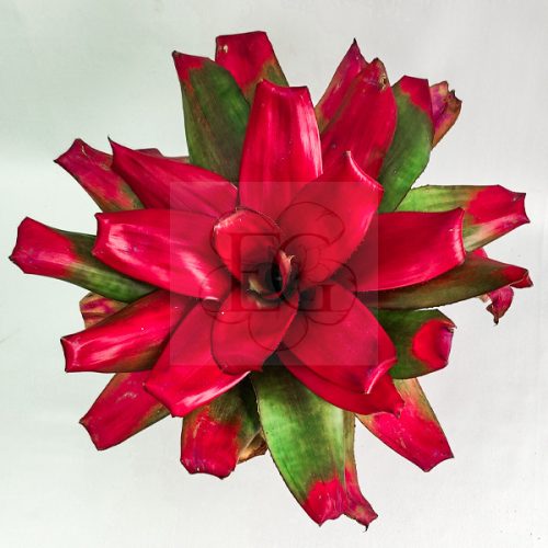 Neoregelia Green Apple 