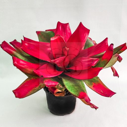 Neoregelia Green Apple 
