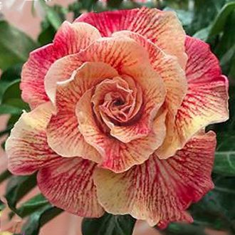 Adenium obesum "Tigon" (773)