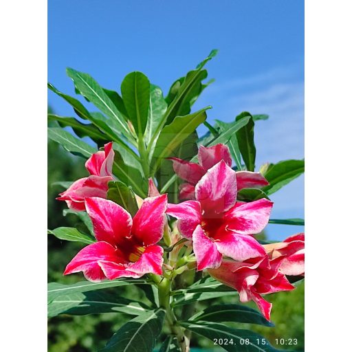 Adenium obesum "Tigon" (773)