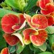 Euphorbia milii "Orange Sherbet" (OR-7)