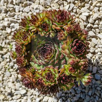 Sempervivum sp.15/Nagy-Kövirózsa
