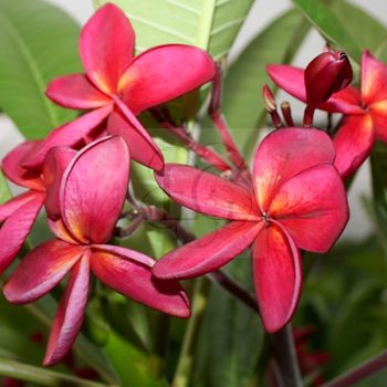 Plumeria rubra "Wildfire"  Plumeria rubra "Wildfire"