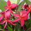 Plumeria rubra "Wildfire" 
