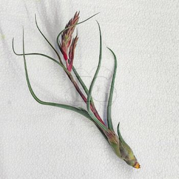 Tillandsia Baileyi/L Tillandsia Baileyi/L