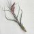 Tillandsia Baileyi/L