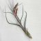 Tillandsia Baileyi/L