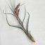 Tillandsia Baileyi/L