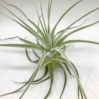 Tillandsia Straminea XL