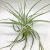 Tillandsia Straminea XL