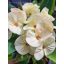Euphorbia milii "Phet Tar Rar" (A92)