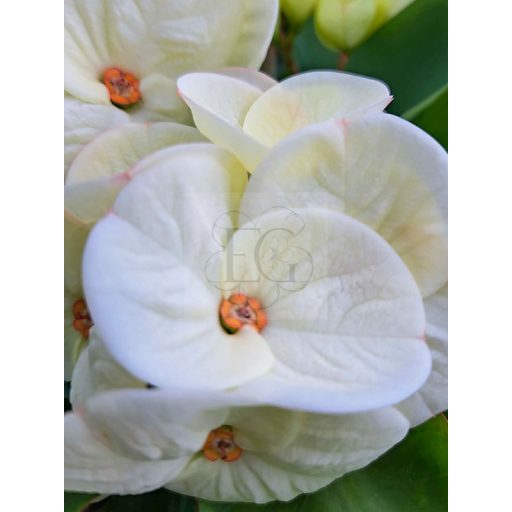 Euphorbia milii "Phet Tar Rar" (A92)