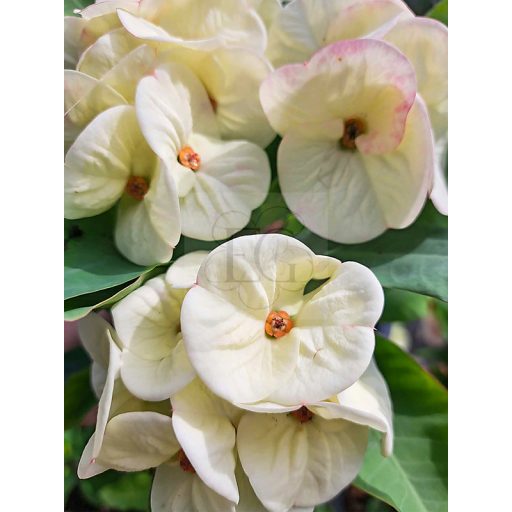 Euphorbia milii "Phet Tar Rar" (A92)