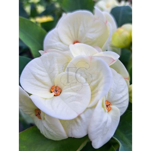 Euphorbia milii "Phet Tar Rar" (A92)