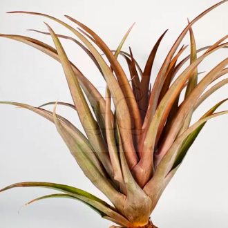 Tillandsia Capitata Red/L