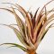 Tillandsia Capitata Red/L