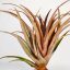 Tillandsia Capitata Red/L