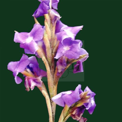 Tillandsia Streptocarpa L am Draht/Virágzó