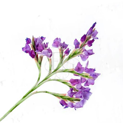 Tillandsia Streptocarpa L am Draht/Virágzó