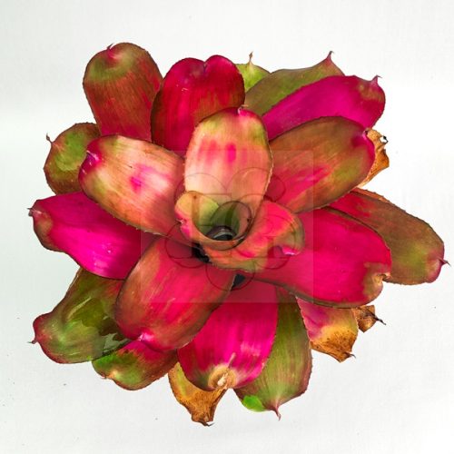 Neoregelia Passion X Pink Debbie 