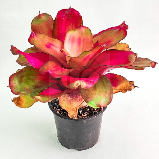 Neoregelia Passion X Pink Debbie 